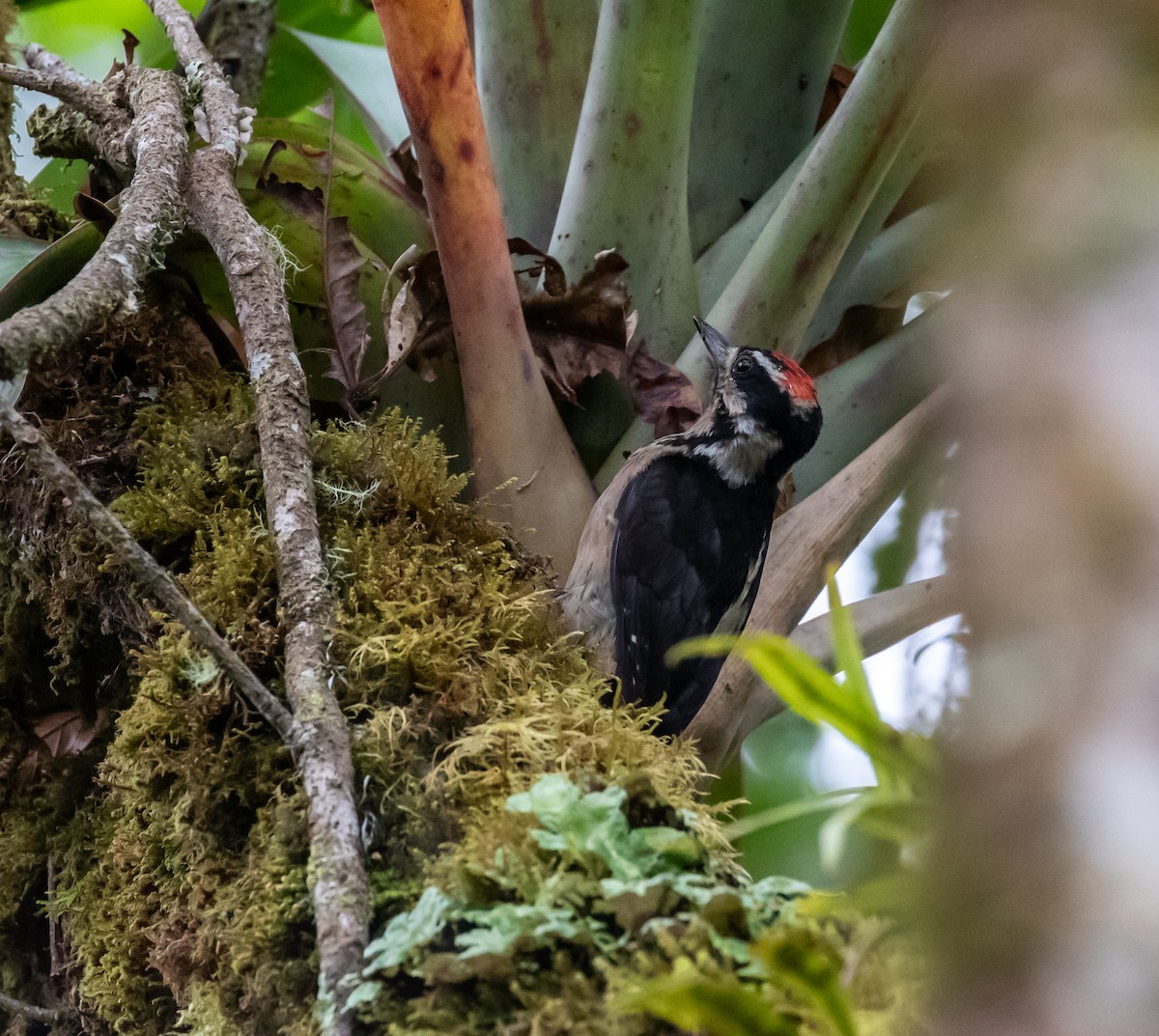 Hairy Woodpecker - ML659076208