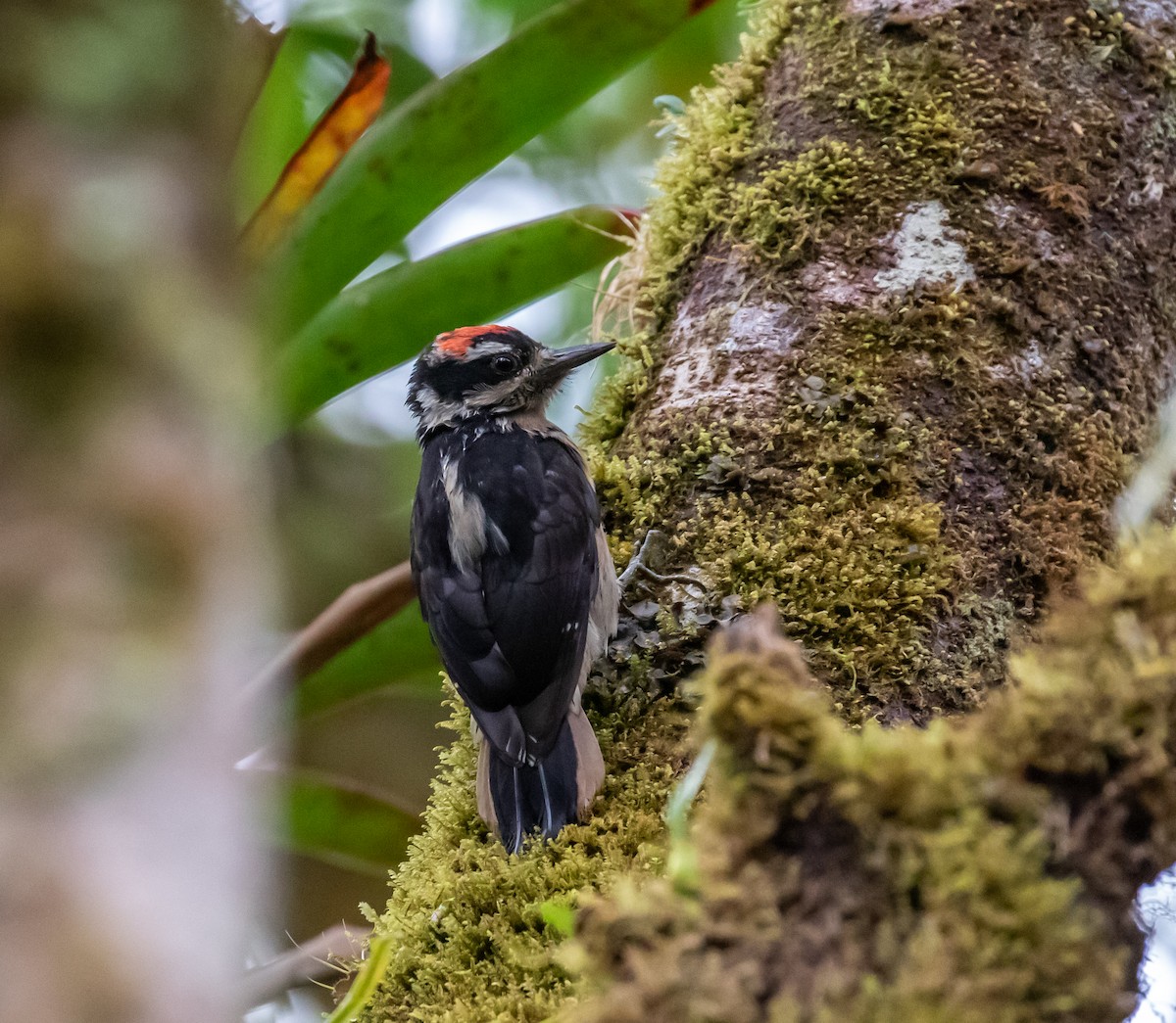 Hairy Woodpecker - ML659076209