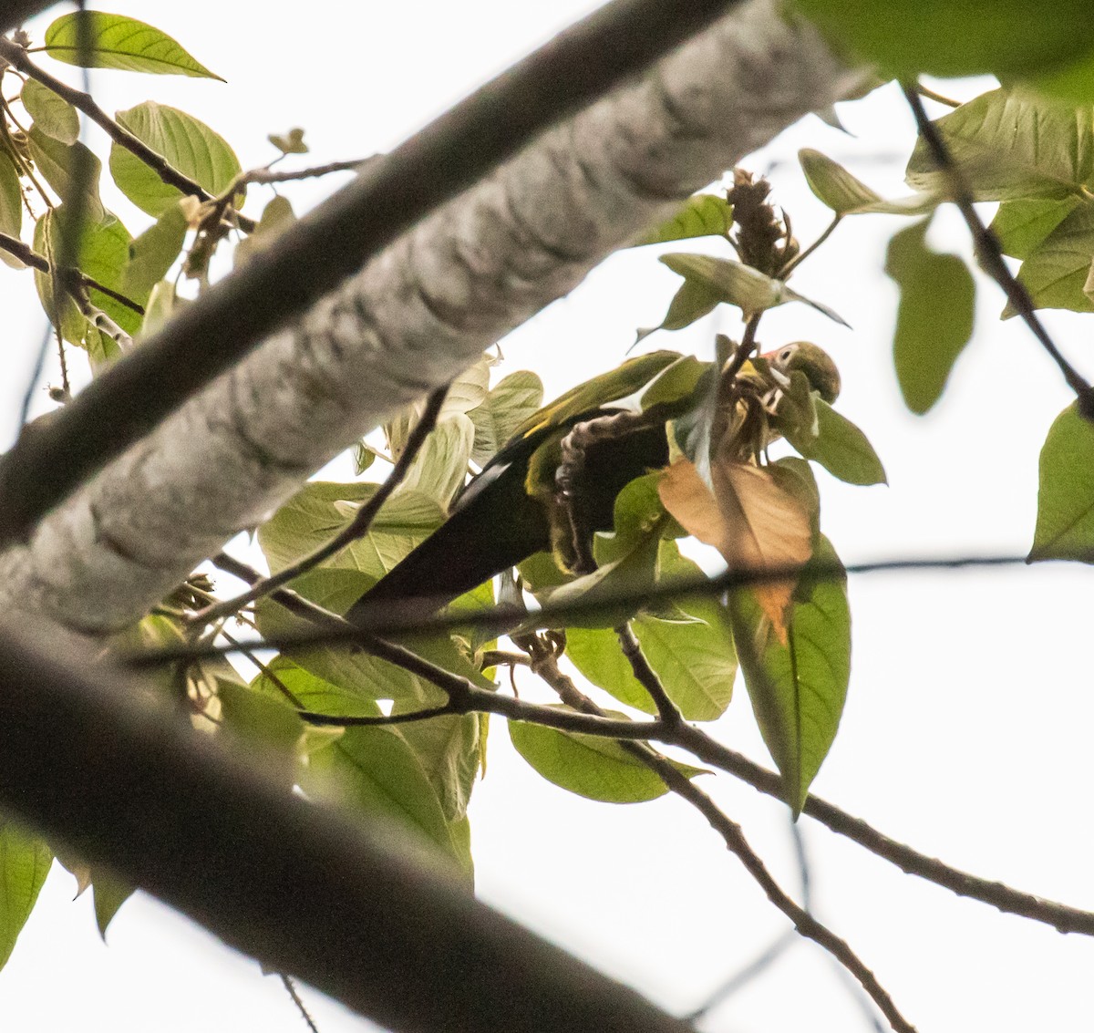 Sulphur-winged Parakeet - ML659076220