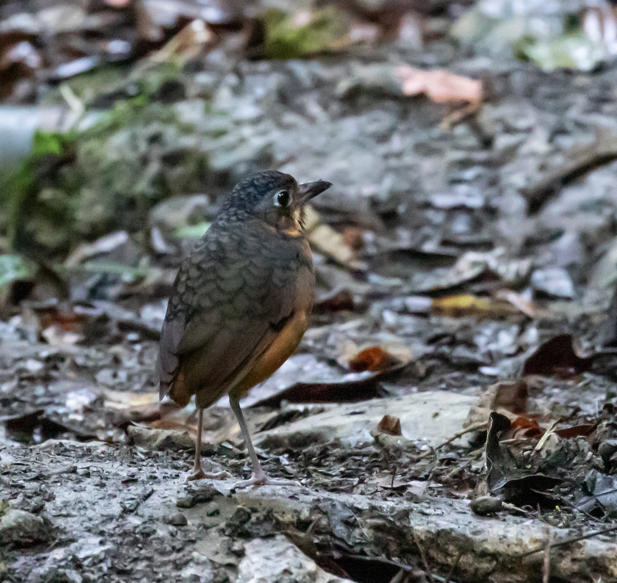 Scaled Antpitta - ML659076231