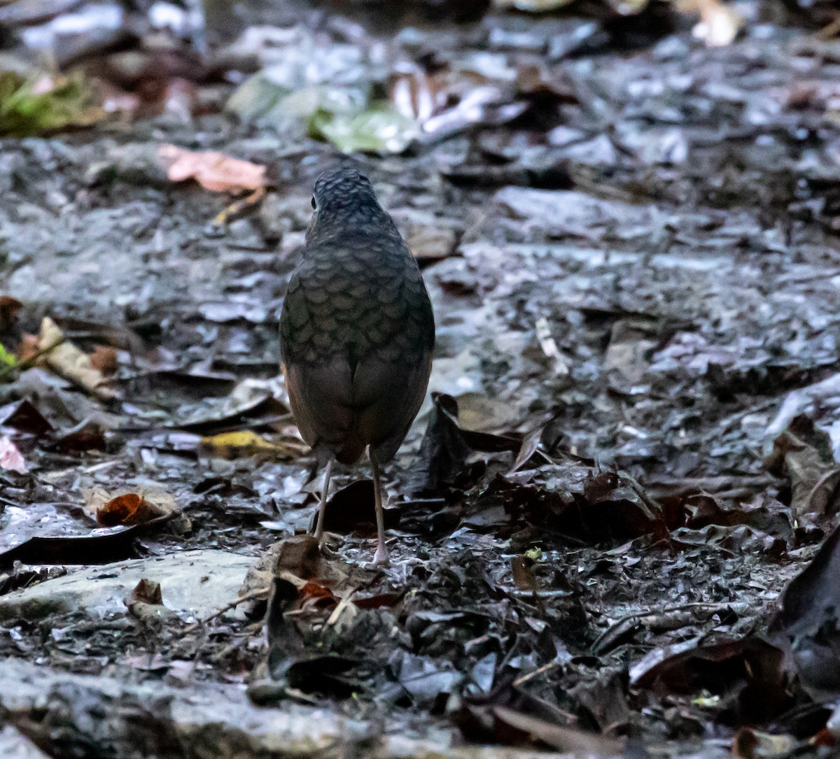 Scaled Antpitta - ML659076232