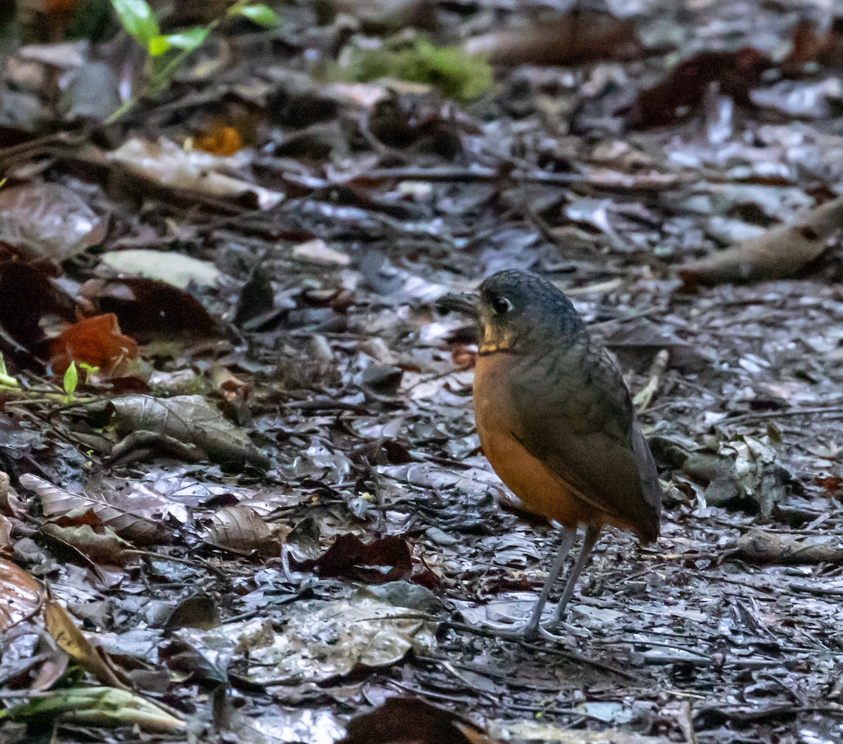 Scaled Antpitta - ML659076233