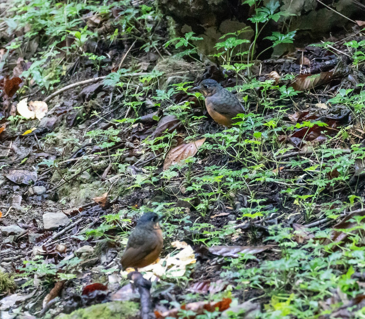 Scaled Antpitta - ML659076234