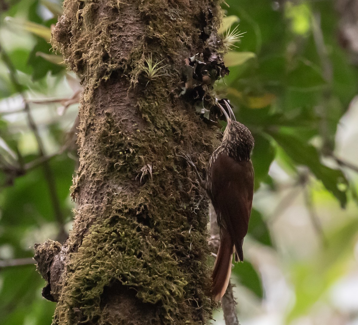 Spot-crowned Woodcreeper - ML659076257