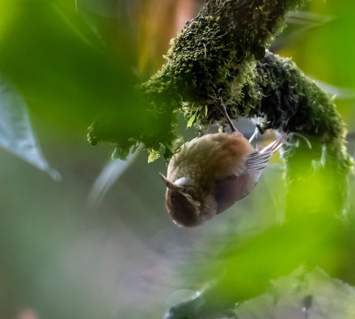 Ruddy Treerunner - ML659076268