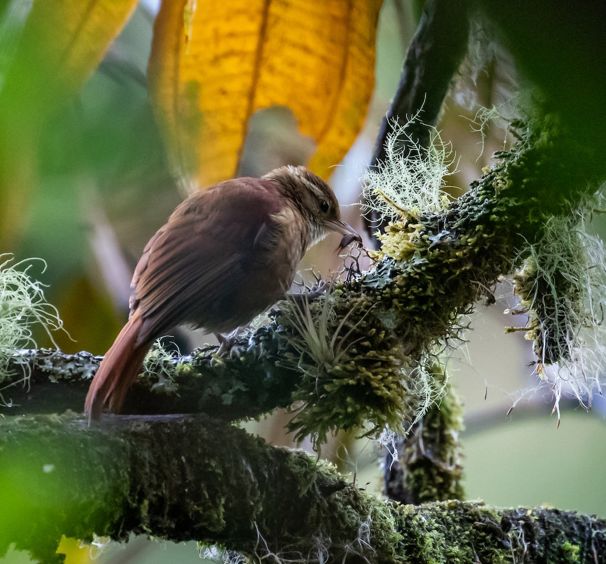 Ruddy Treerunner - ML659076269