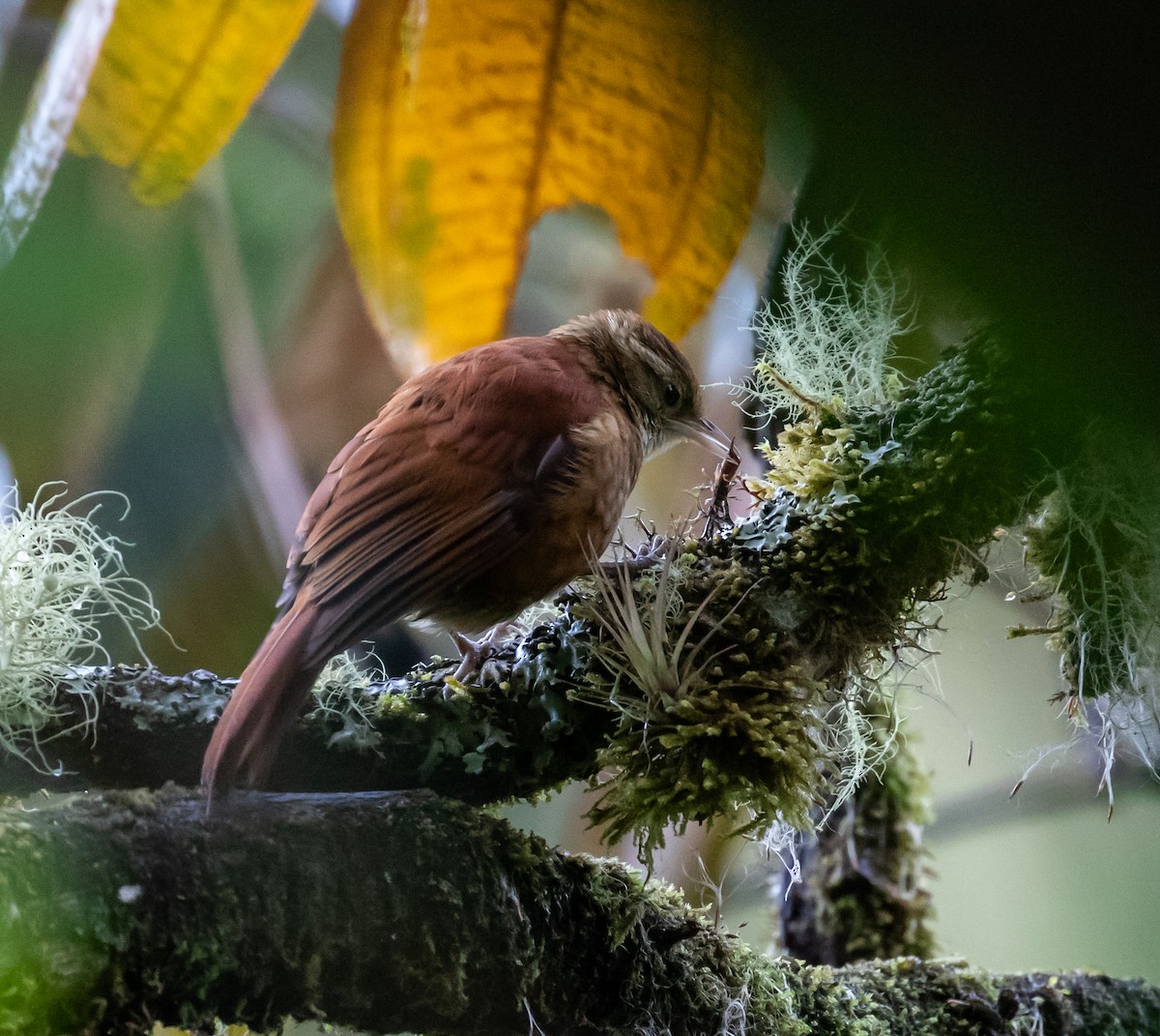 Ruddy Treerunner - ML659076270