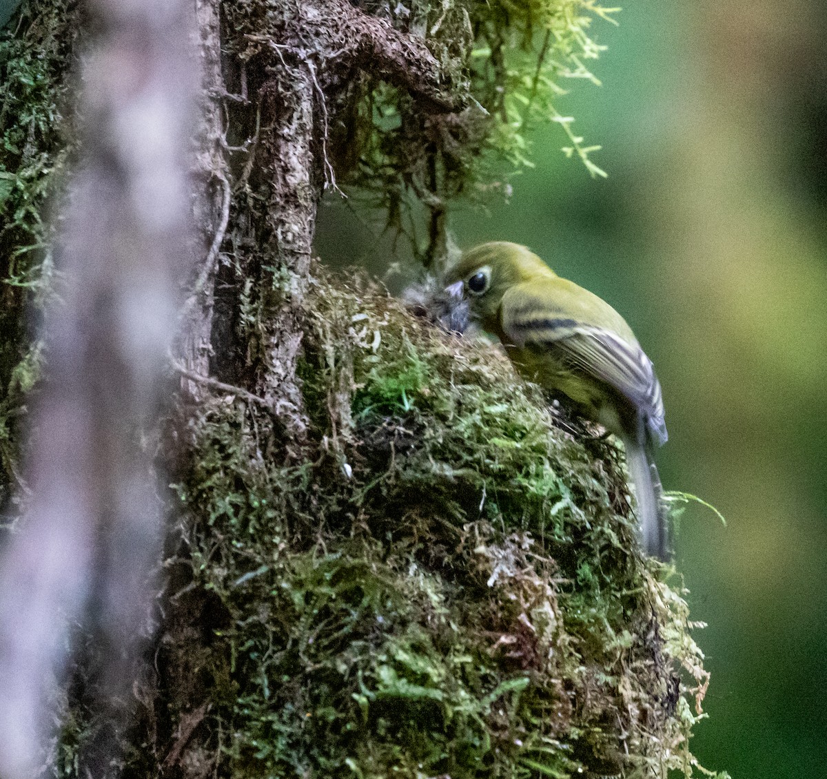 Yellowish Flycatcher - ML659076308