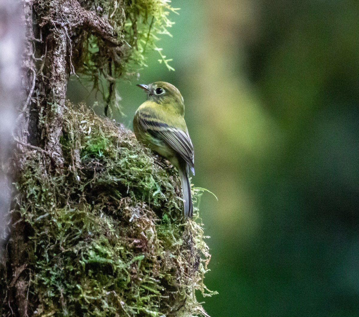 Yellowish Flycatcher - ML659076309