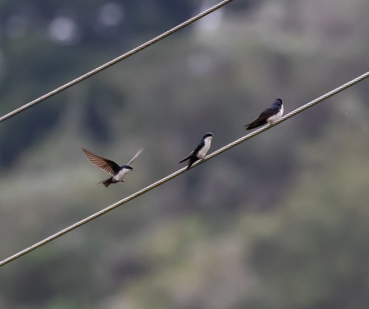 Blue-and-white Swallow - ML659076375