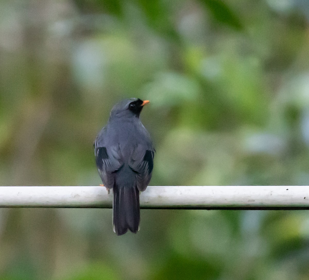 Black-faced Solitaire - ML659076380