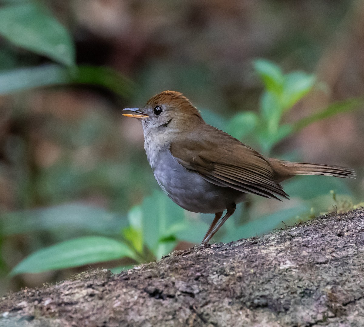 Ruddy-capped Nightingale-Thrush - ML659076391
