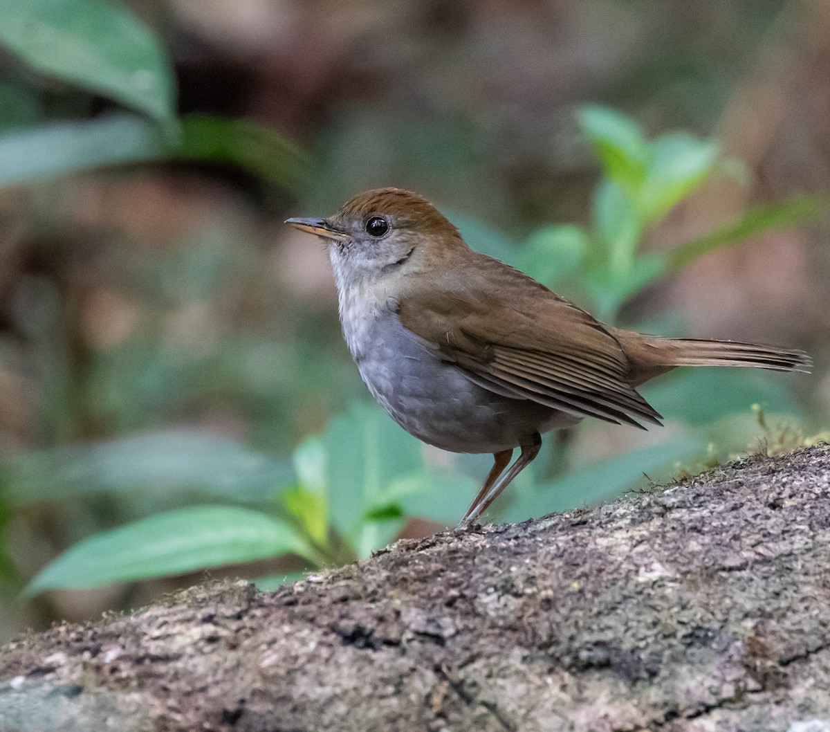 Ruddy-capped Nightingale-Thrush - ML659076392