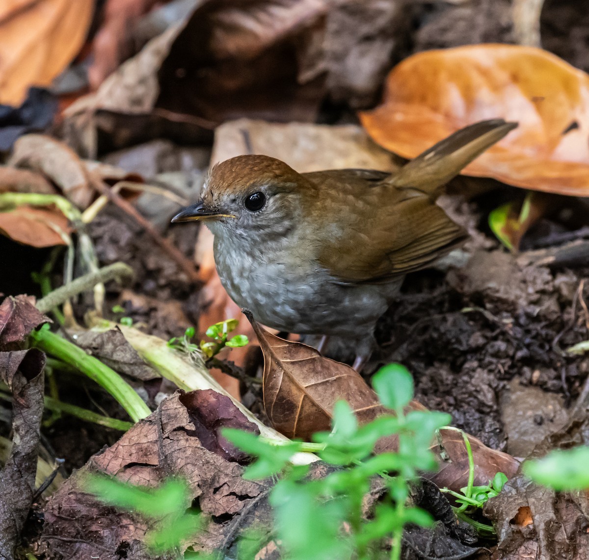 Ruddy-capped Nightingale-Thrush - ML659076393