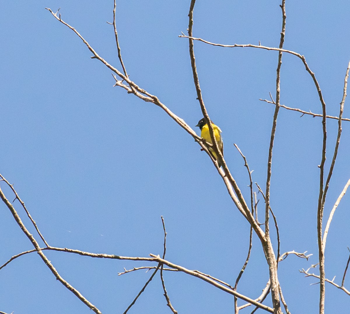 Yellow-bellied Siskin - ML659076403