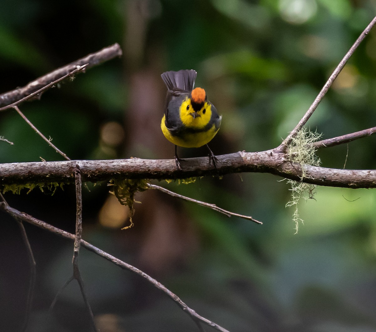 Collared Redstart - ML659076424