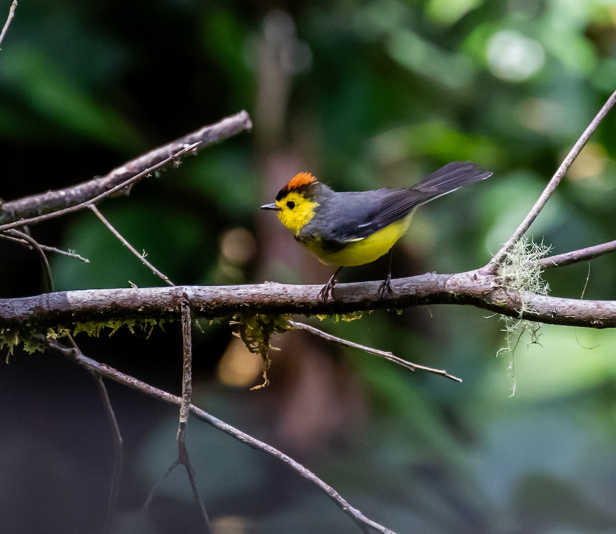 Collared Redstart - ML659076425