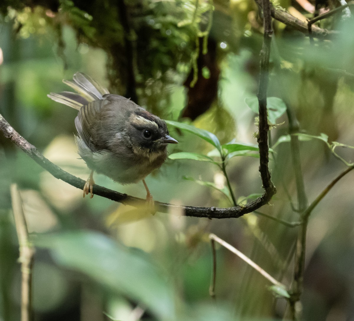 Black-cheeked Warbler - ML659076459
