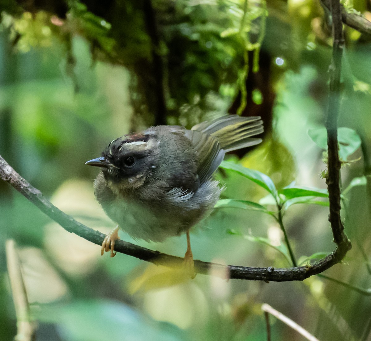 Black-cheeked Warbler - ML659076477