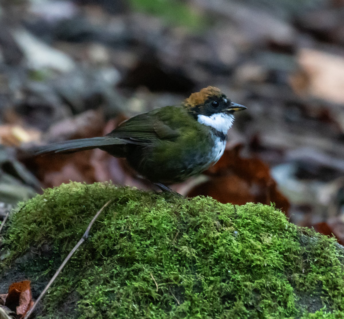 Chestnut-capped Brushfinch - ML659076507