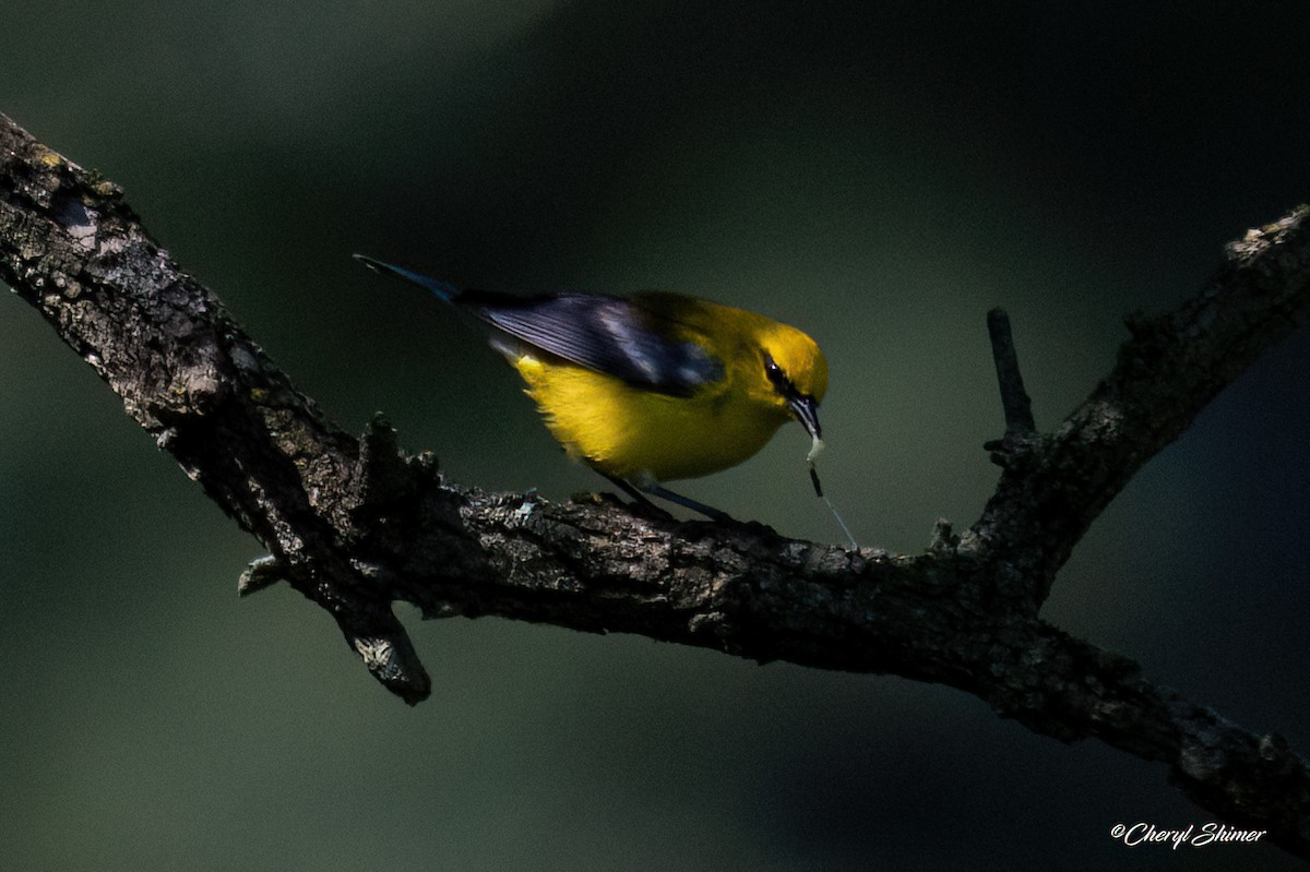 Blue-winged Warbler - ML659077035