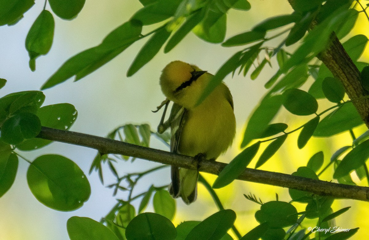 Blue-winged Warbler - ML659077036
