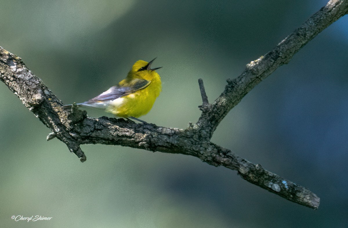 Blue-winged Warbler - ML659077037