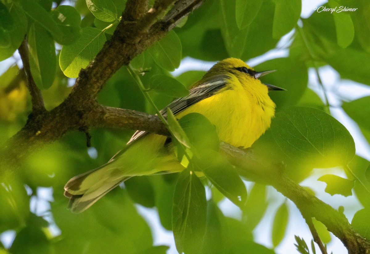 Blue-winged Warbler - ML659077038
