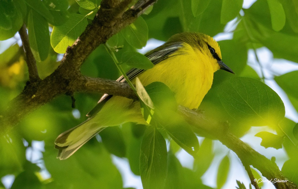 Blue-winged Warbler - ML659077039