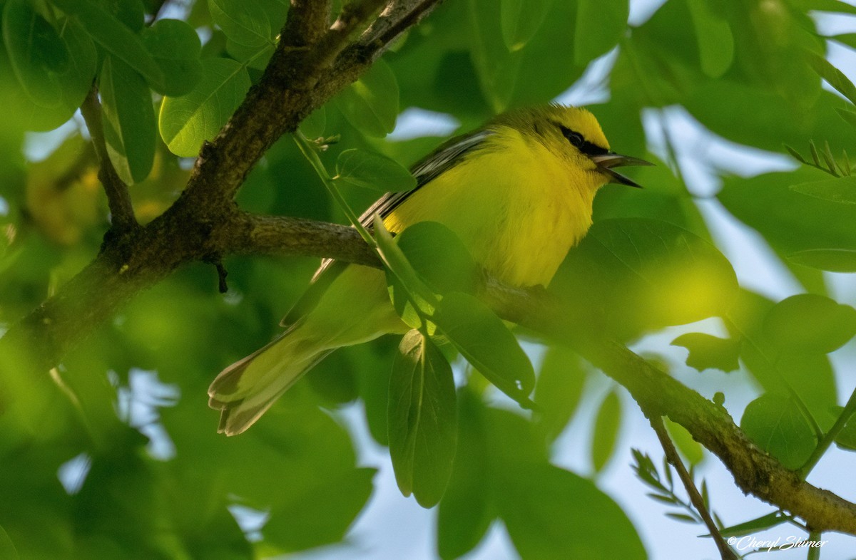 Blue-winged Warbler - ML659077041