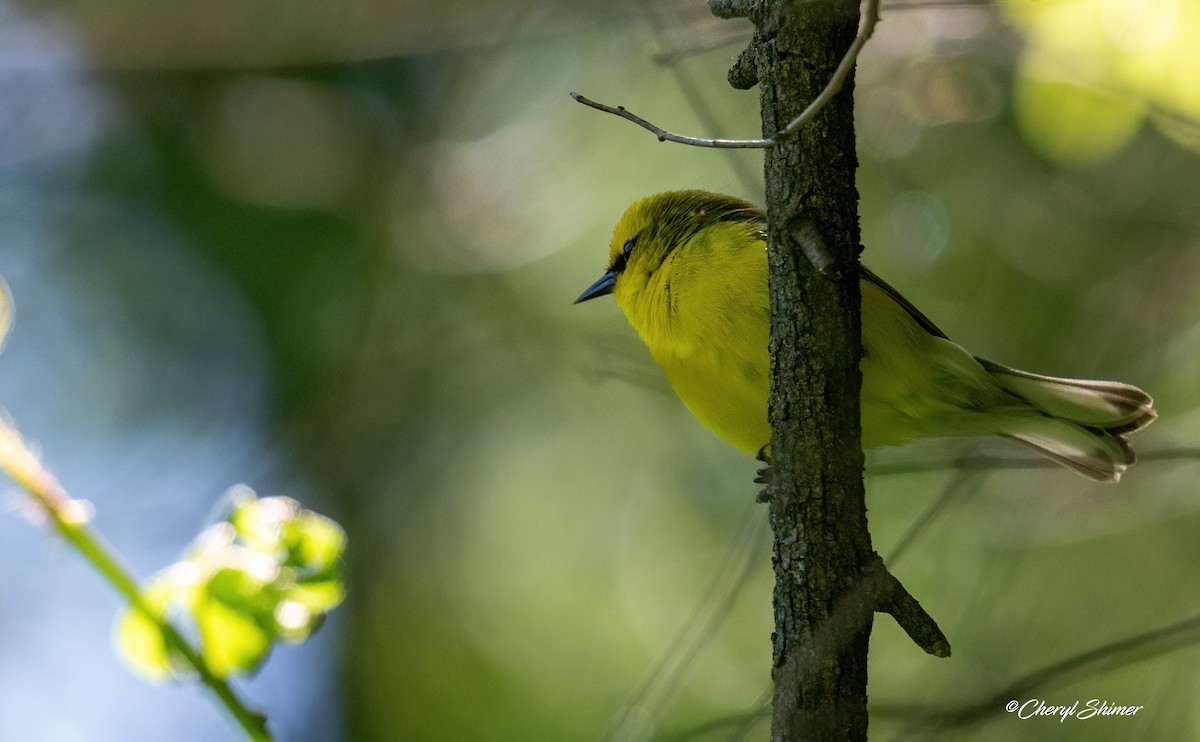 Blue-winged Warbler - ML659077047