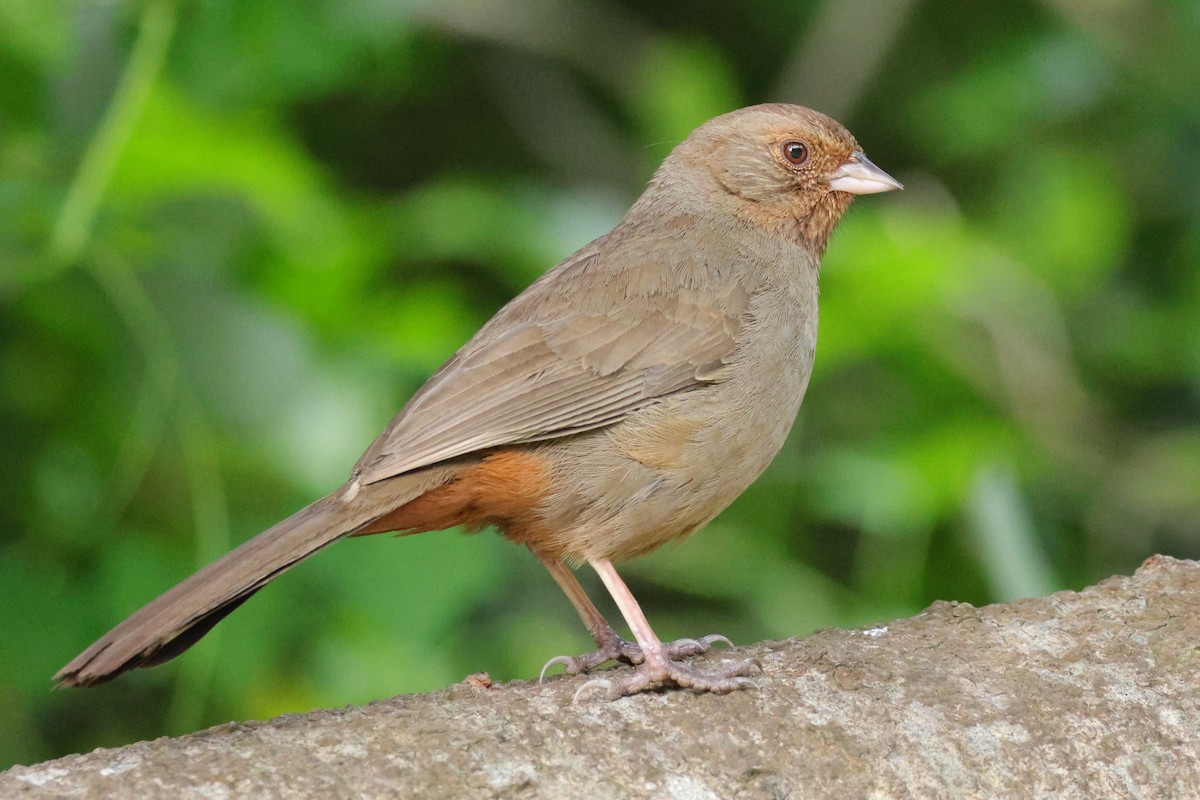 California Towhee - ML659077320