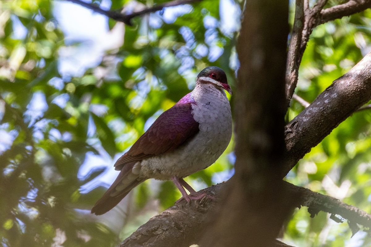 Key West Quail-Dove - ML659077369