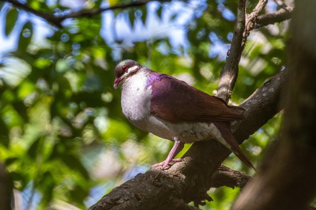 Key West Quail-Dove - ML659077370