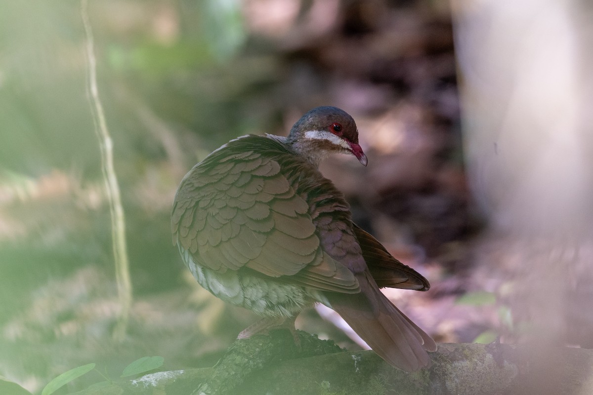 Key West Quail-Dove - ML659077371