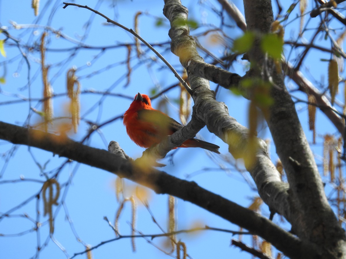 Scarlet Tanager - ML659077455
