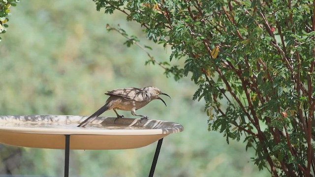 kaktusspottefugl - ML659078012