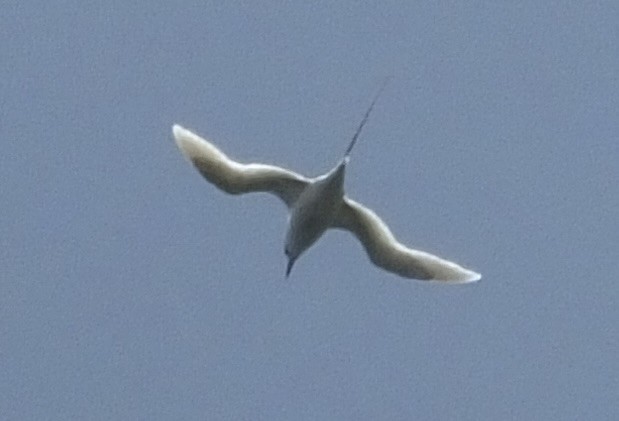 White-tailed Tropicbird - ML659078043