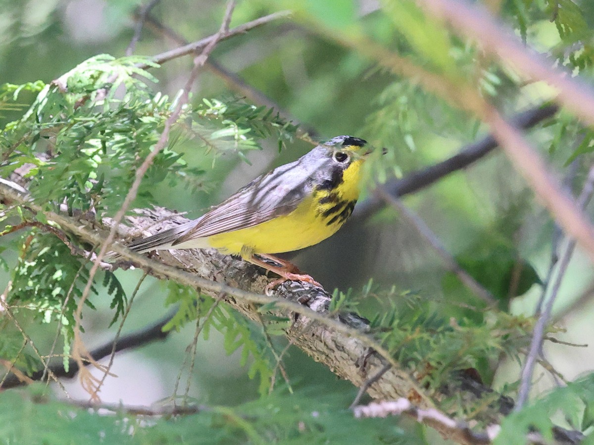 Canada Warbler - ML659078074