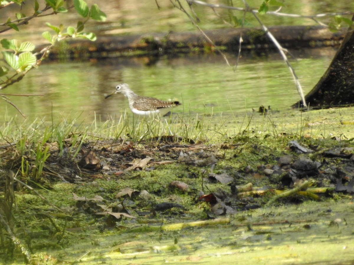 Solitary Sandpiper - ML659078128