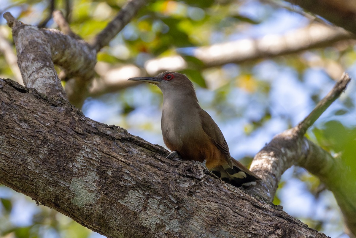 Puerto Rican Lizard-Cuckoo - ML659078214