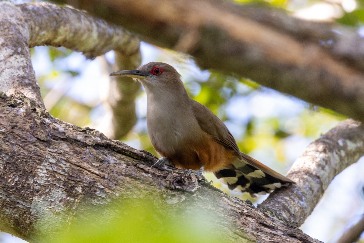 Puerto Rican Lizard-Cuckoo - ML659078215