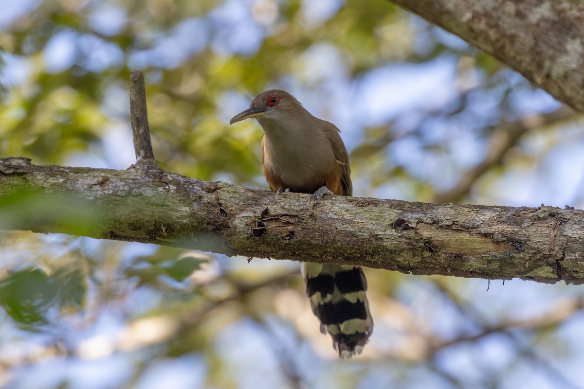 Puerto Rican Lizard-Cuckoo - ML659078317