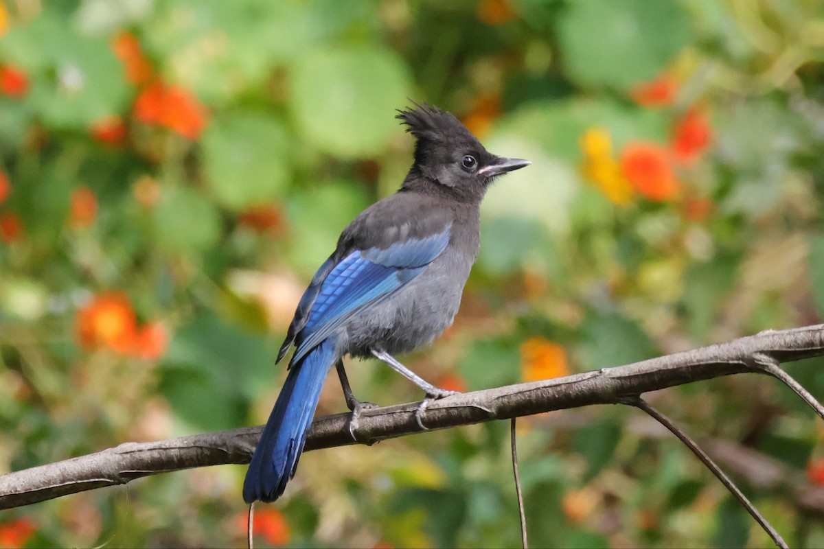 Steller's Jay - ML659078432