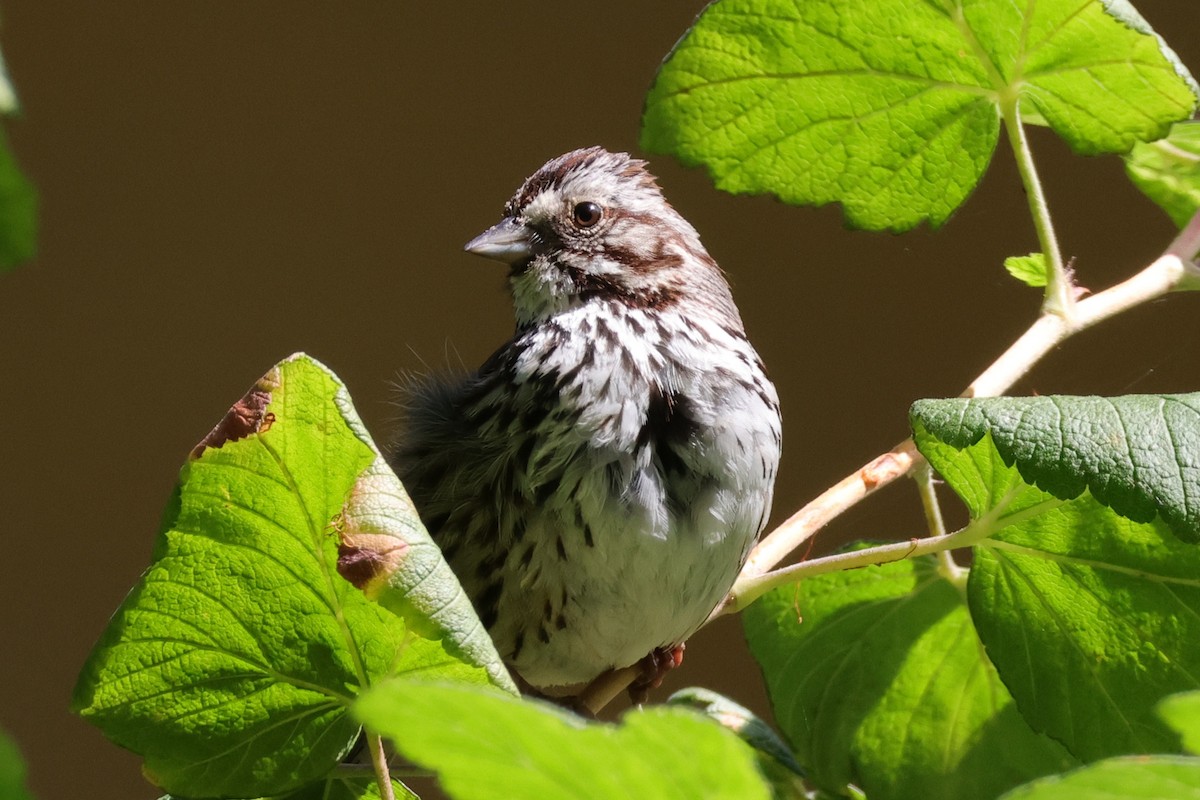 Song Sparrow - ML659078437