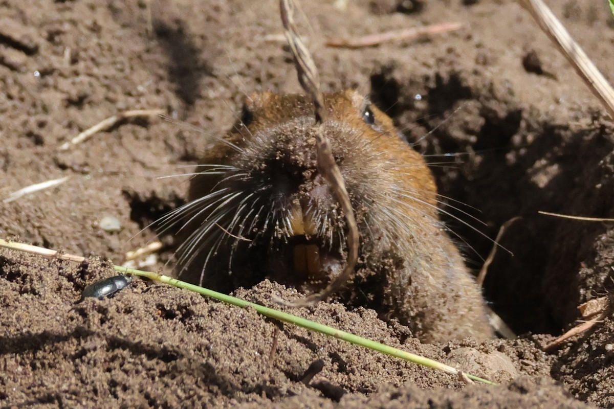 Pocket Gophers - ML659078441