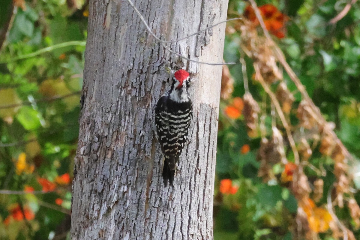 Nuttall's Woodpecker - ML659078447