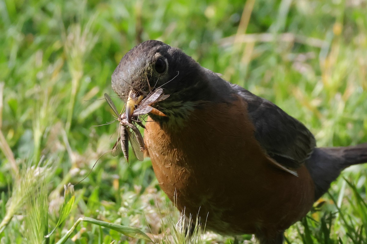 American Robin - ML659078451