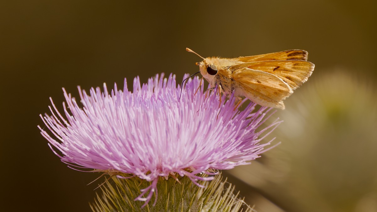Fiery Skipper - ML659079521