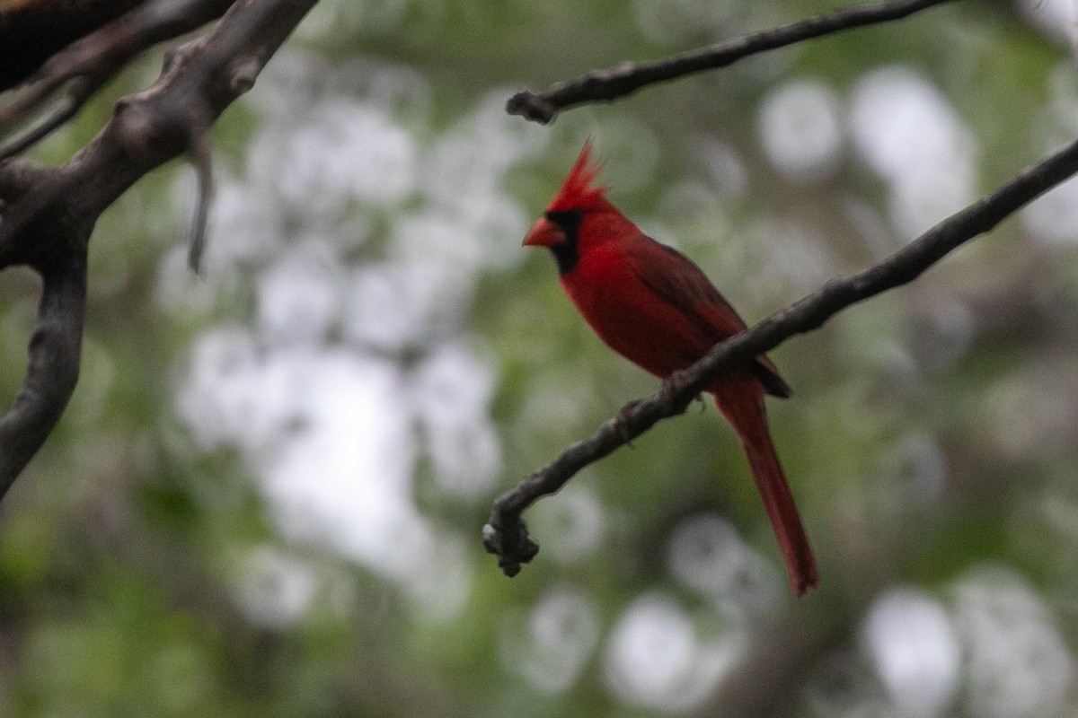 Northern Cardinal - ML659080015